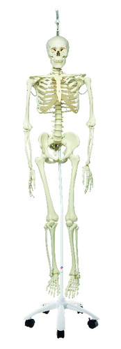 MODEL PHYSIOLOGICAL SKELETON