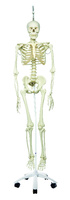 3B Scientific® Physiological Skeleton