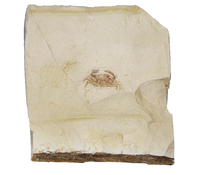 Pinnixa Galliheri (Miocene)