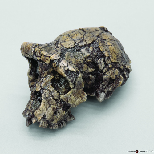 Model Sahelanthropus Tchadensis Cranium