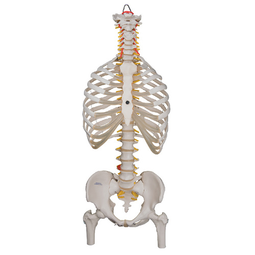 MODEL FLEX SPINE W/RIBS+FEMUR HEADS