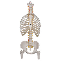 3B Scientific® Flexible Spine Model With Ribs And Femur Heads