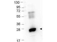 Anti-GST Rabbit Polyclonal Antibody (HRP (Horseradish Peroxidase))