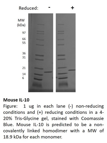 Mouse Recombinant IL-10 (from <i>E. coli</i>)