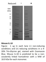 Mouse Recombinant IL-10 (from E. coli)