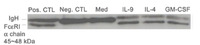 Anti-FCER1A Mouse Monoclonal Antibody [clone: CRA1]