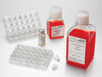 Corning® BioCoat™ Intestinal Epithelium Differentiation Media Pack, Corning
