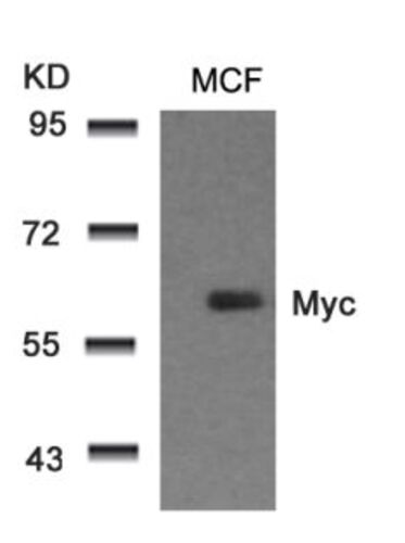 Myc (Ab 58) Antibody