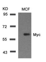 Anti-MYC Rabbit Polyclonal Antibody