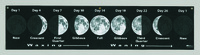 Lunar Cycle Banner