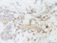 Anti-BMP7 Mouse Monoclonal Antibody [clone: M123-11A]