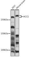 Anti-Acetyl Coenzyme A carboxylase alpha Rabbit Polyclonal Antibody