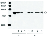 Anti-c-Myc Tag Mouse Monoclonal Antibody [clone: 2G8D5]