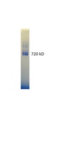 HIV-1 Trimeric GP140 Protein-YU2 Strain