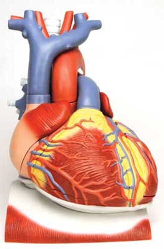 MODEL HEART ON DIAPHRAGM 10PT