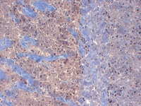 Anti-KCNAB1 Mouse Monoclonal Antibody [clone: S40-17]