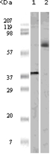 ELK1 Antibody [3H6D12/4H9C8/4H9F1]