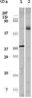 Anti-ELK1 Mouse Monoclonal Antibody [clone: 3H6D12 / 4H9C8 / 4H9F1]
