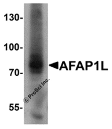 AFAP1L antibody