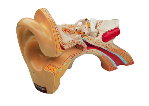 Denoyer-Geppert® Giant Ear Model