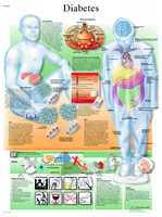 3B Scientific® Diabetes Chart