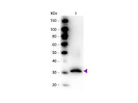 Anti-RFP Rabbit Polyclonal Antibody (Biotin)