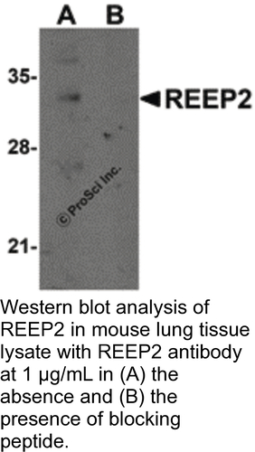 Antibody REEP2 0.1MG