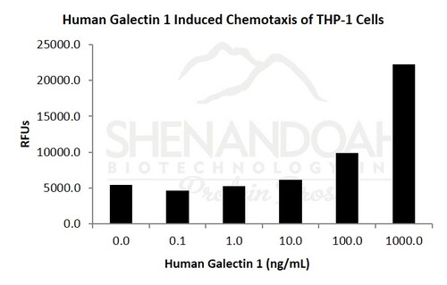 Human Recombinant Galectin-1 (from <i>E. coli</i>)