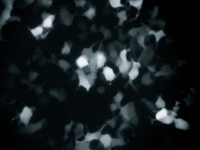 TempoCal™-iAstro: Calcium Biosensor Assay using Human Astrocytes