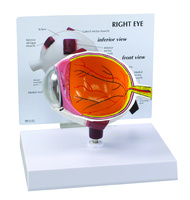 GPI Anatomicals® Eye Model
