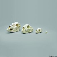BoneClones® Dietary Comparison Economy Skull Set