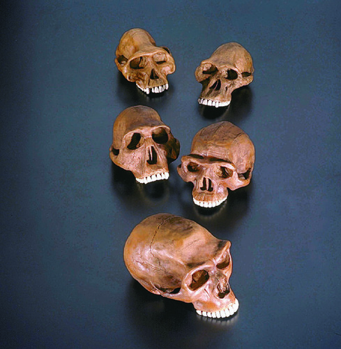 Homonid Cranium and Maxilla Restoration Series