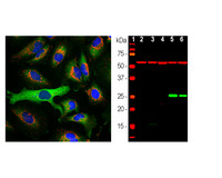 Anti-HSPB1 Mouse Monoclonal Antibody [clone: 6H11]