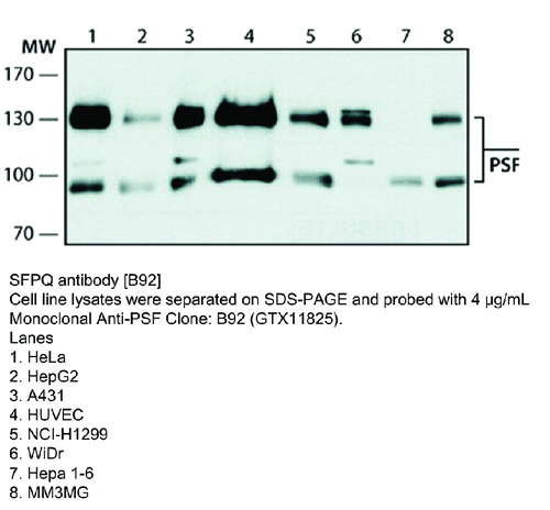 Mouse Monoclonal antibody to SFPQ (splicing factor proline/glutamine-rich)