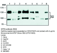 Anti-SFPQ Mouse Monoclonal Antibody [clone: B92]