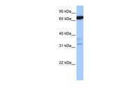 Anti-ZBTB46 Rabbit Polyclonal Antibody