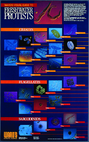 CHART ONLY FRESHWATER PROTISTS