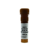 Anti-Strep Antibody (HRP (Horseradish Peroxidase))