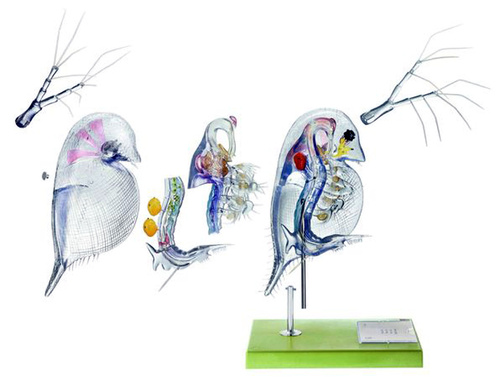 MODEL DAPHNIA