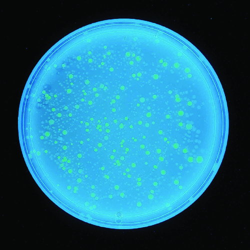 Transformation of <i>Escherichia coli</i> with Green or Blue Fluorescent Protein, Edvotek