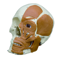 Rudiger® Introductory Skull with Facial Muscles