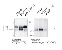Anti-Nicastrin, central region Rabbit Polyclonal Antibody