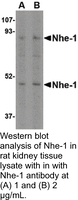 Anti-NHE-1 Rabbit Polyclonal Antibody