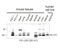 Anti-Presenilin 1 loop region Rabbit Polyclonal Antibody