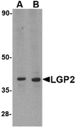 LGP2 antibody