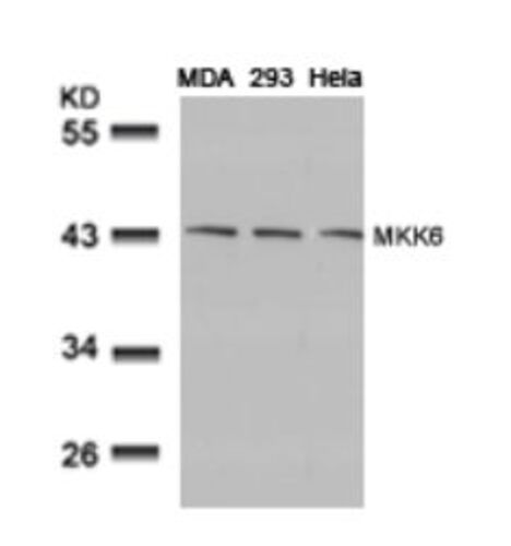 MKK6 (Ab 207) Antibody