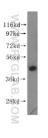 Anti-EIF4A2 Rabbit Polyclonal Antibody