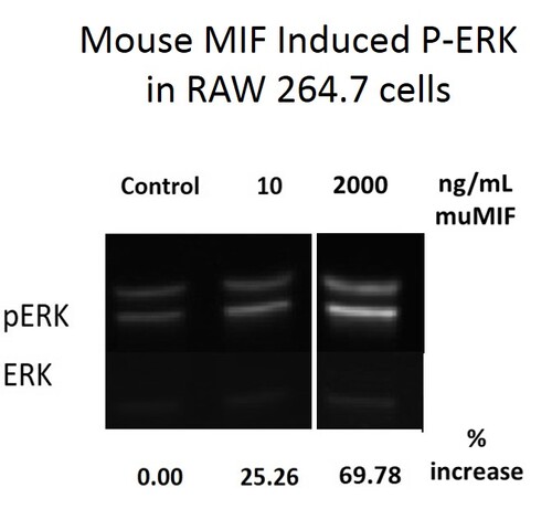 Mouse Recombinant MIF (from <i>E. coli</i>)