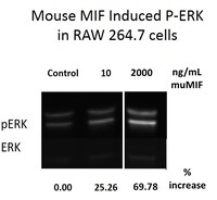 Mouse Recombinant MIF (from E. coli)