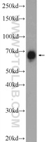 Anti-BRD9 Rabbit Polyclonal Antibody